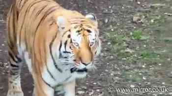 Woman who witnessed tiger kill man at Yorkshire Wildlife Park holds back tears in new update