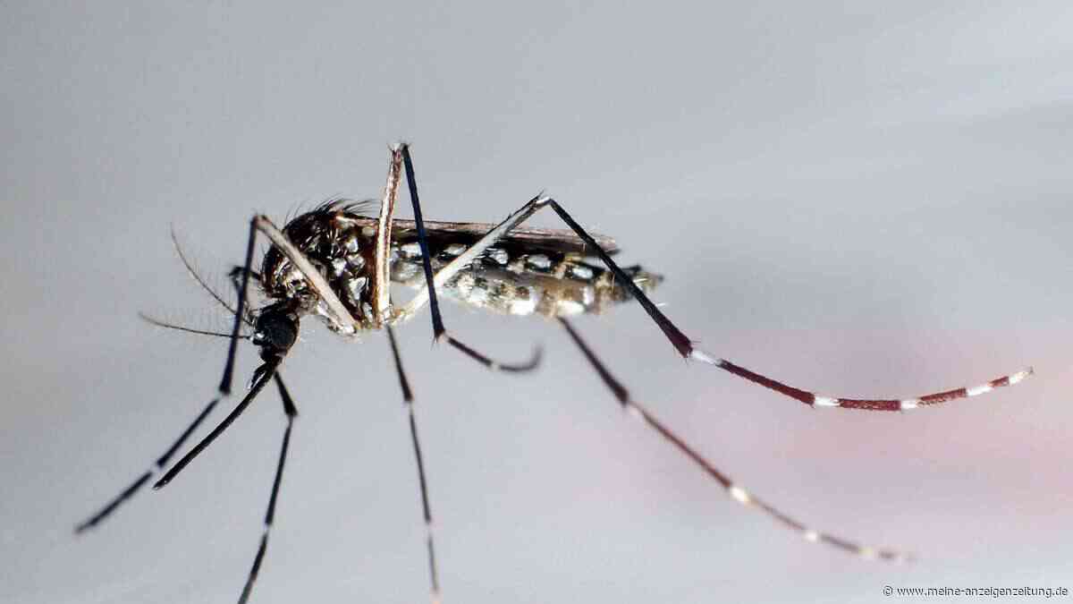 So viele Dengue-Fälle in Florida wie seit Jahrzehnten nicht