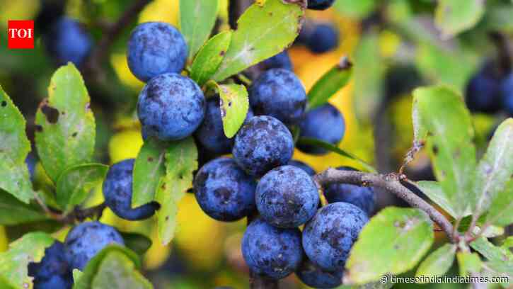 How to grow blueberries in pots or in your home garden: Easy step by step guide for beginners