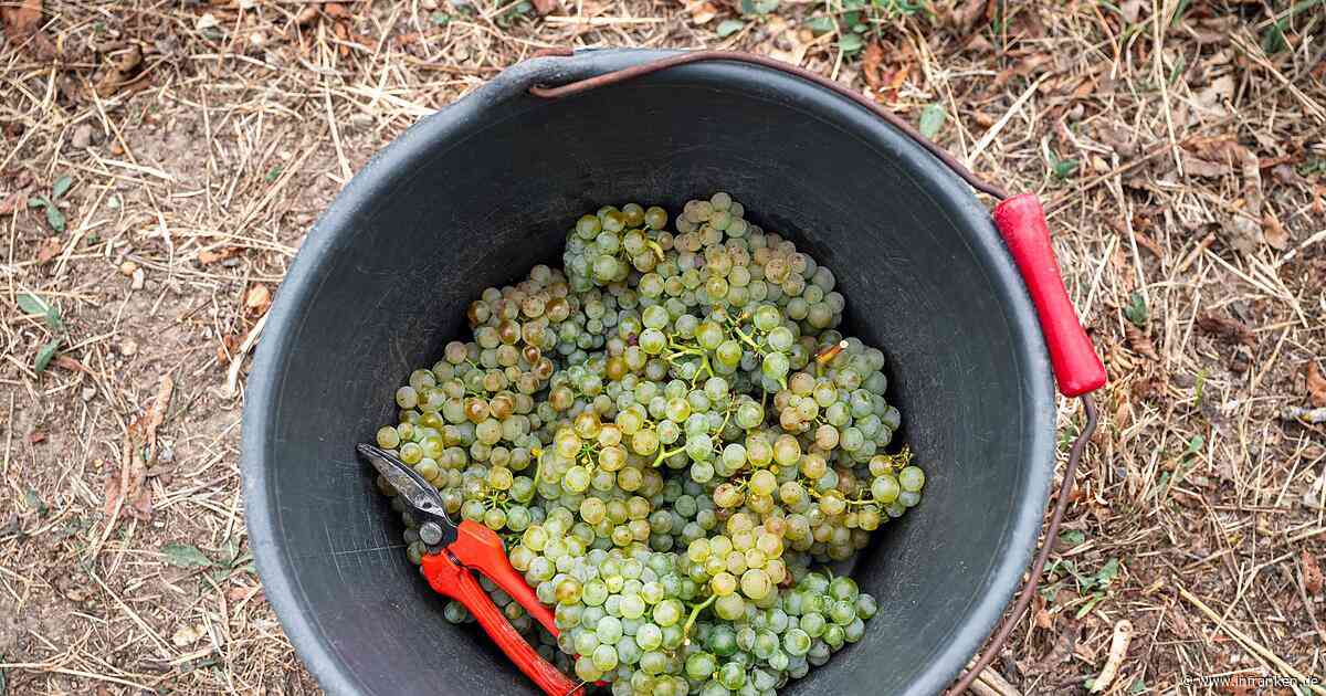 Wohl kleinste Ernte seit 2010: Lese ist abgeschlossen