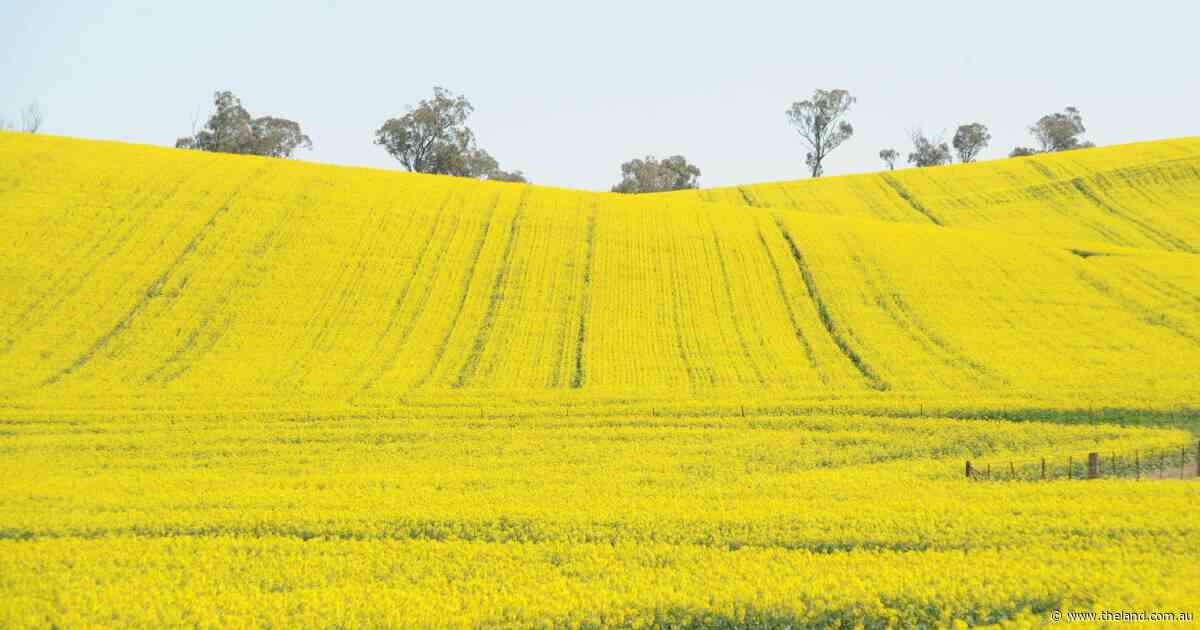 Record yields, biggest canola harvest on record: Australia's 63m tonne crop
