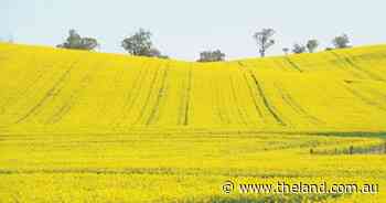Record yields, biggest canola harvest on record: Australia's 63m tonne crop
