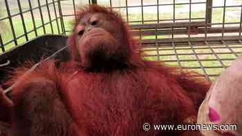 Indonesia: Baby orangutan saved from Borneo wildfires as habitat destruction escalates