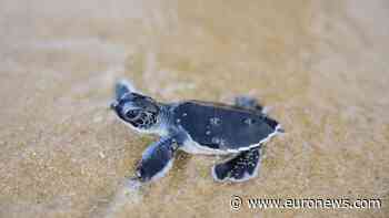 Tiny turtles take their first steps towards the sea