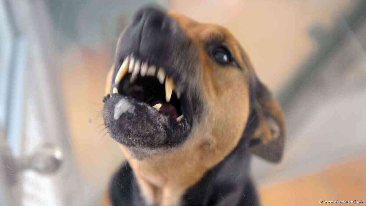 Blutige Attacke in Rosenheim: Vier Schäferhunde stürzen sich auf Spaziergängerin und ihren Hund