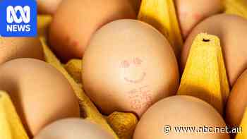 Consumer watchdog takes egg 'cartel' to court