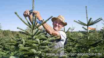 Schützen, Schneiden, Formen: So viel Arbeit steckt hinter dem perfekten Christbaum