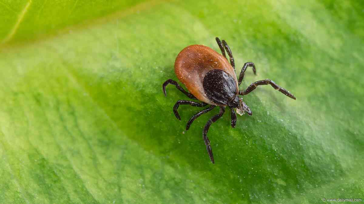 Florida man diagnosed with rare case of 'rabbit fever'... as insect-borne illnesses surge across the state