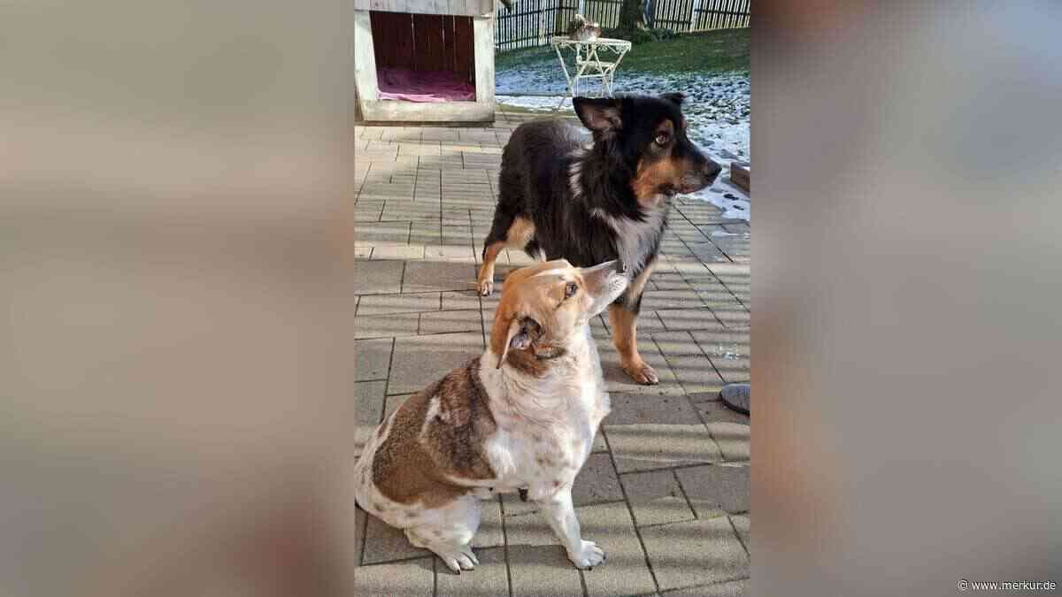 Falsche Tierliebe: 29 Tiere aus schlechter Haltung gerettet – Tierschutzverein beklagt immer neue Fälle