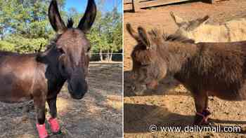 Gentle donkey called Angelique is shot and killed by hunter who claims to have missed their intended target