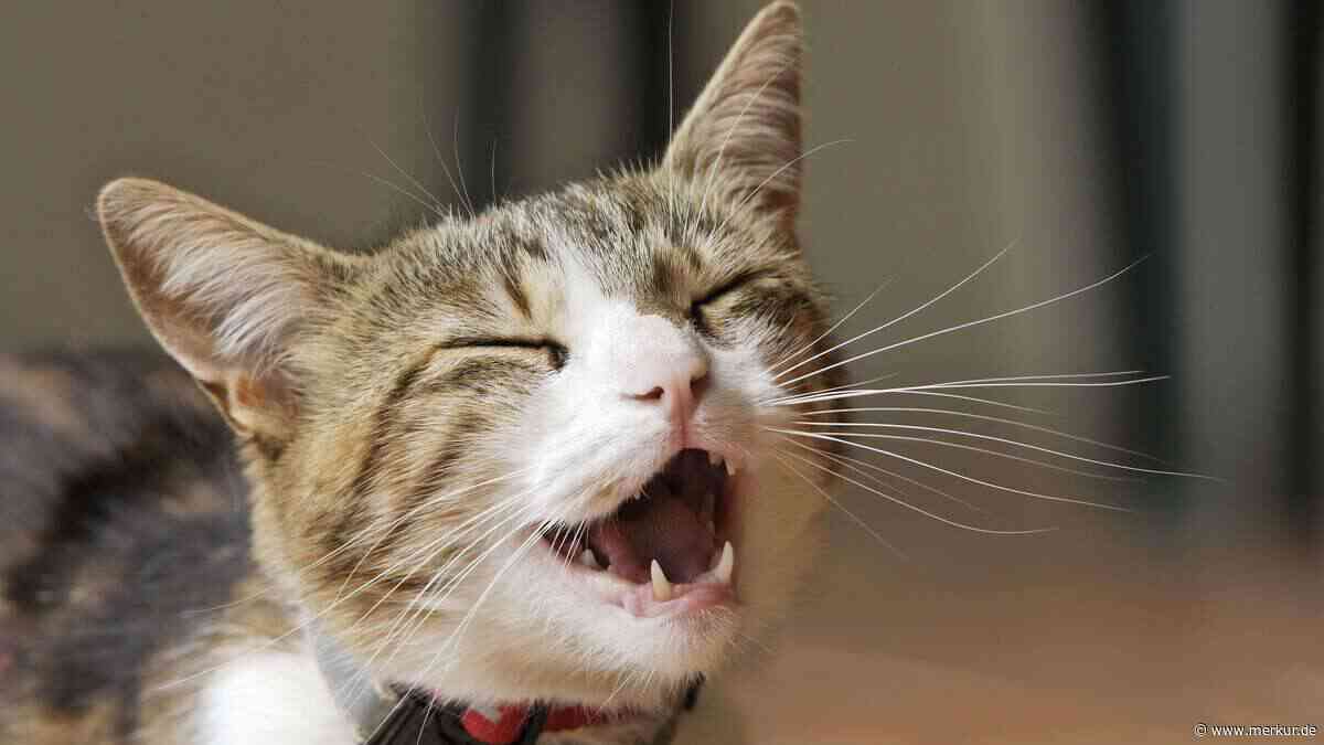 Lautloses Miauen bei Katzen – Liebessignal oder Warnhinweis?