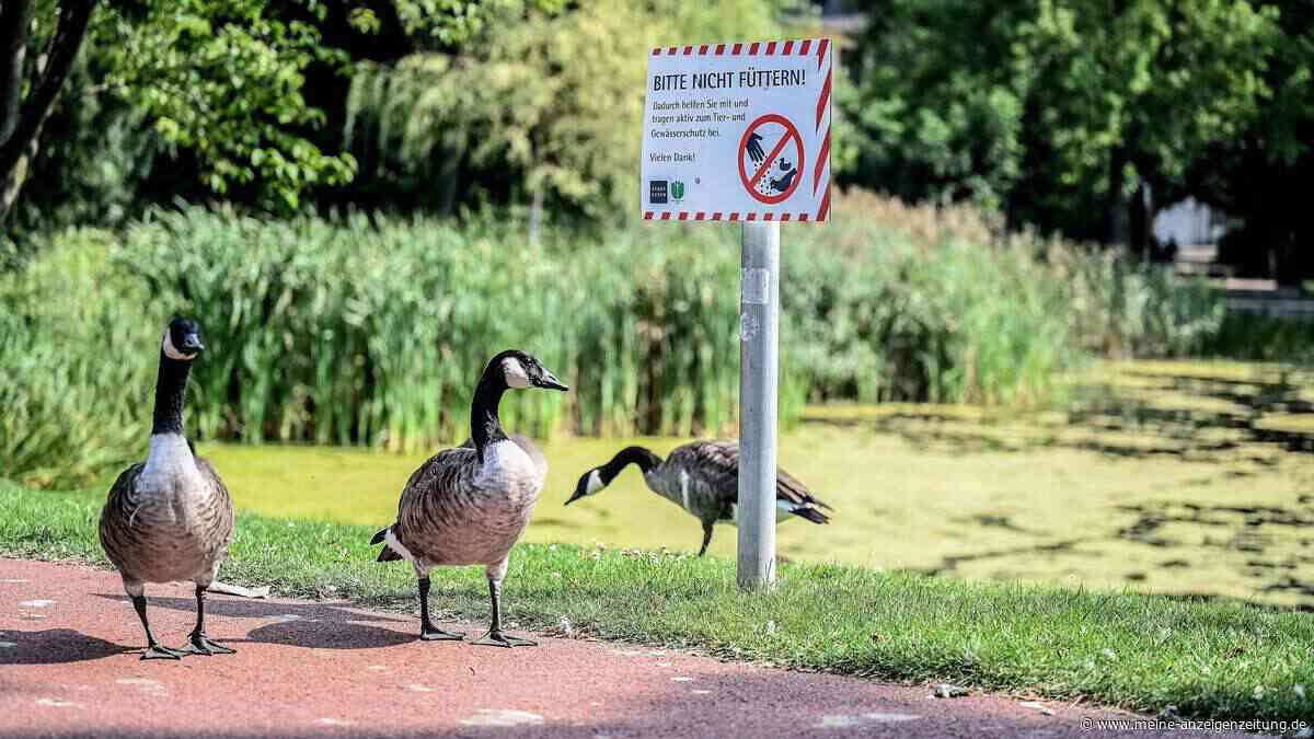 Tierschützer protestieren gegen Gänserennen in Urlaubsort – „Am Ende litten die Tiere“