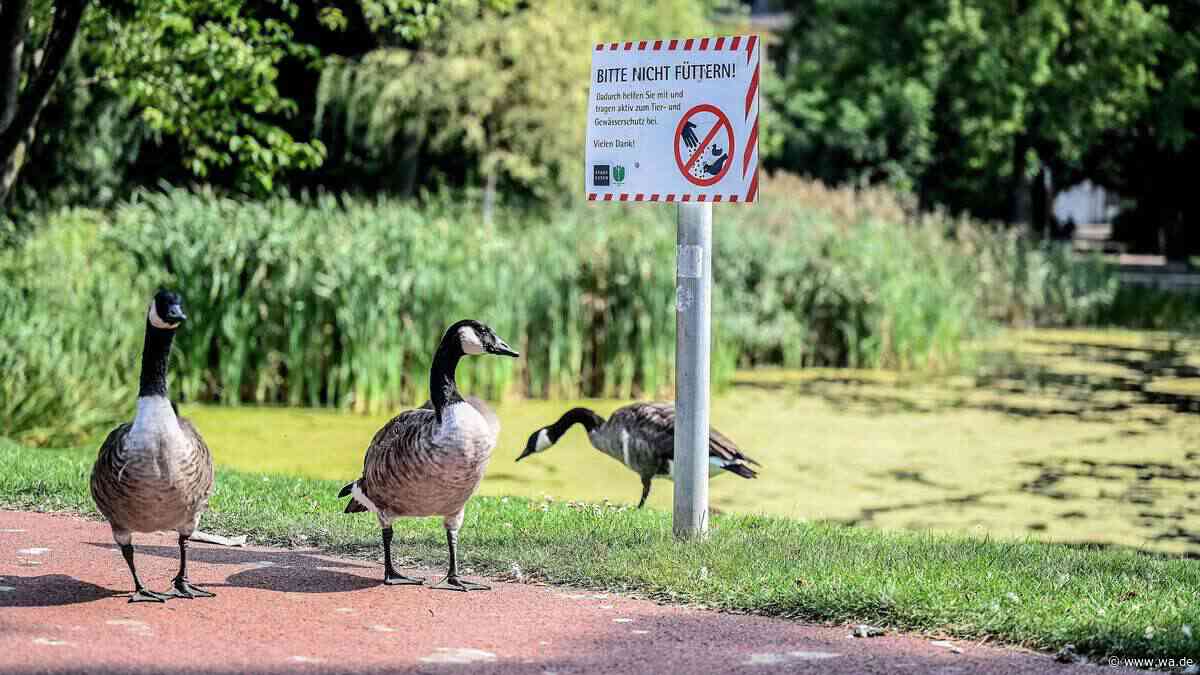 Tierschützer protestieren gegen Gänserennen in Urlaubsort – „Am Ende litten die Tiere“