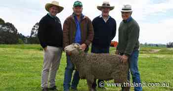Loyal local producers take home big teams from the Tallawong ram sale