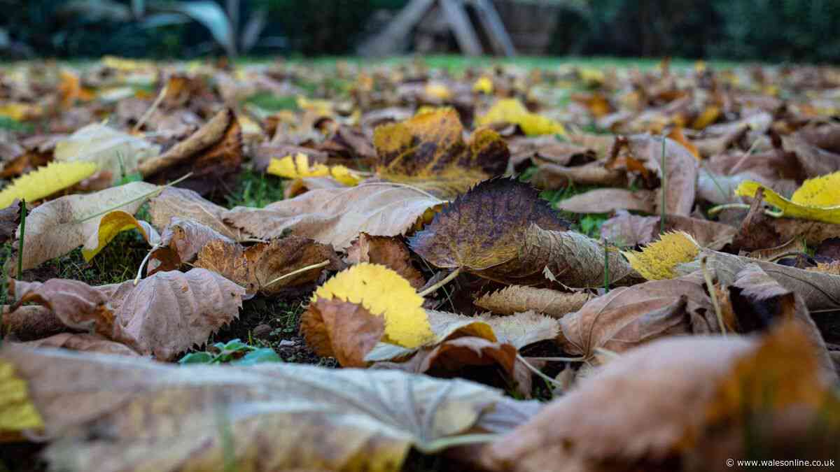 Gardening expert shares five essential October gardening jobs to do now