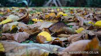 Gardening expert shares five essential October gardening jobs to do now