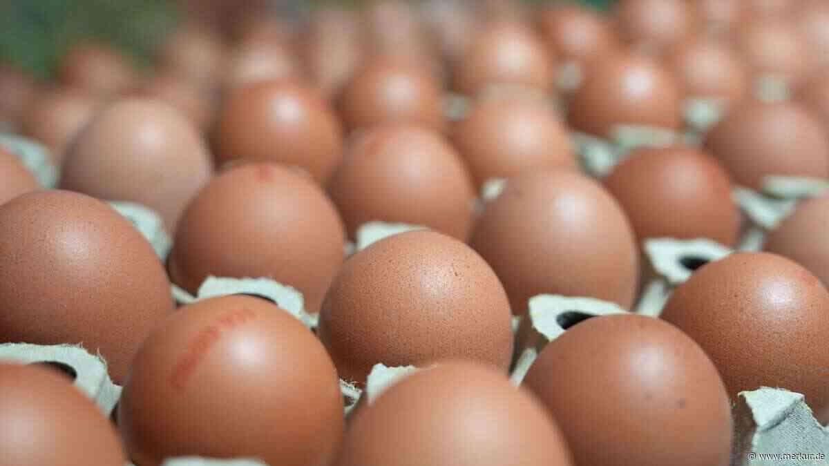 Erneuter Salmonellen-Alarm: Ukrainische Eier lösen zweiten Ausbruch in Großbritannien aus