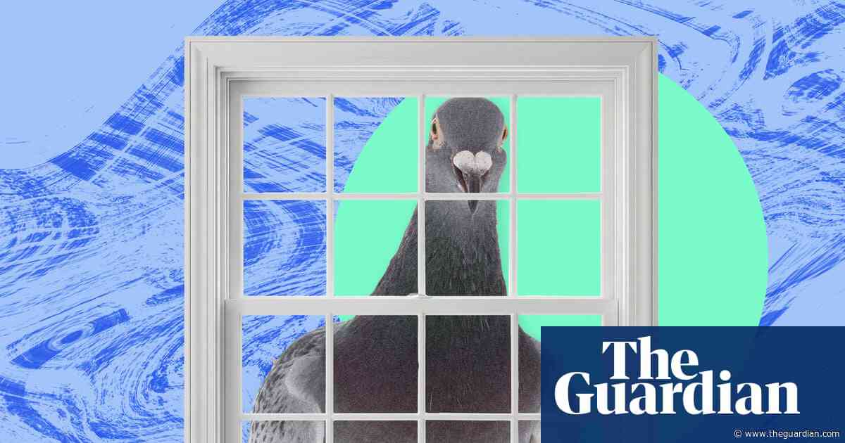 The pest I’ll never forget: the relentless pigeon who stared and stared and ruined my spring