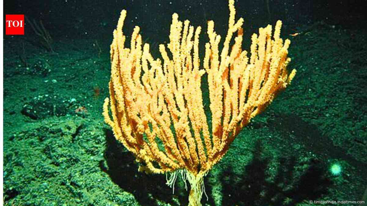 Scientists discover a bamboo coral forest nearly 1,400 metres below the surface