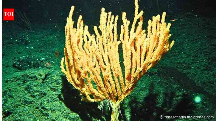 Scientists discover a bamboo coral forest nearly 1,400 metres below the surface