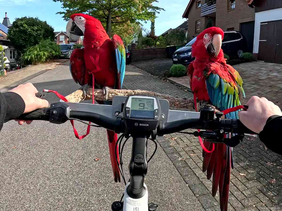 Exotische Papageien fliegen täglich über Hennef