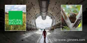 Green quango faces backlash from cross-bench MPs over ?95million HS2 'bat tunnel'