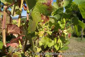 Weinernte 2026 bleibt hinter Durchschnittsniveau zurück