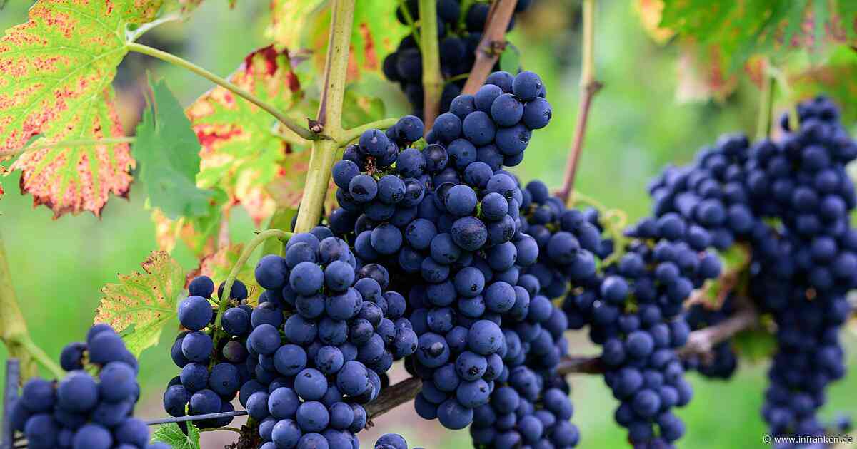 Weinernte unter dem Durchschnitt