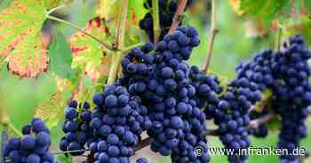 Weinernte unter dem Durchschnitt