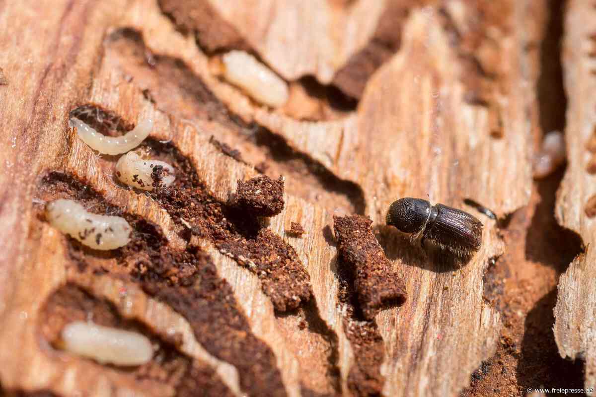Borkenkäfer breiten sich im Forstbezirk Adorf wieder aus