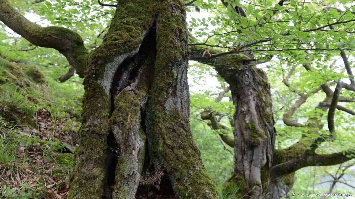 Leopoldina-Papier: Viel Nachbesserungsbedarf im Naturschutz