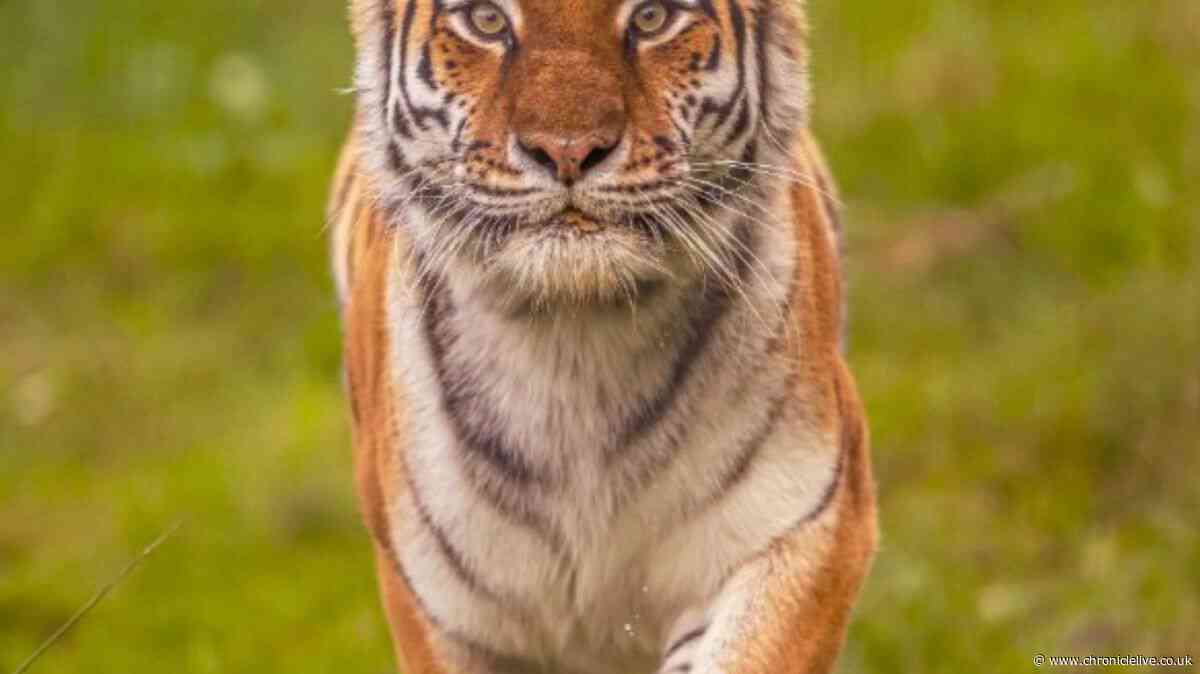 Yorkshire Wildlife Park victim made 'chilling' three word comment to tiger before death