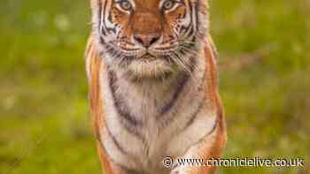Yorkshire Wildlife Park victim made 'chilling' three word comment to tiger before death