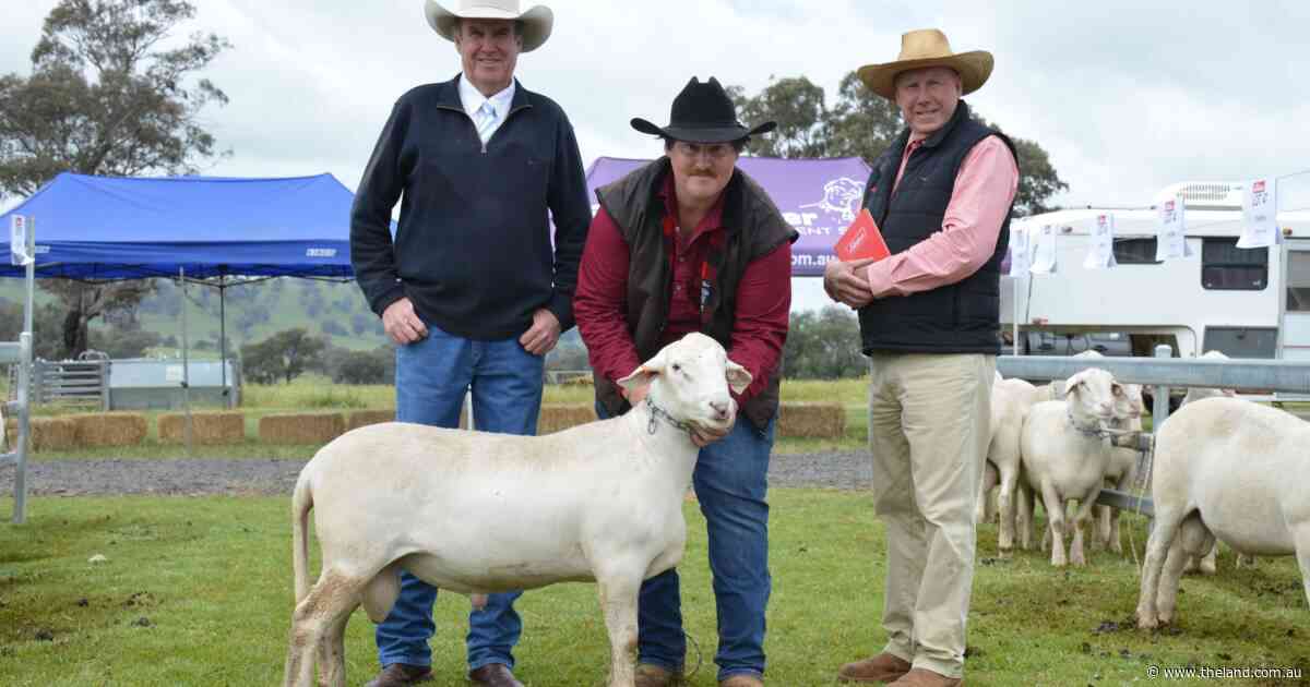 Fast and furious bids push Sheepmaster Parent Stud sale to $20k top price