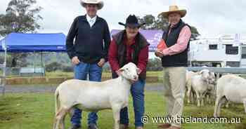 Fast and furious bids push Sheepmaster Parent Stud sale to $20k top price