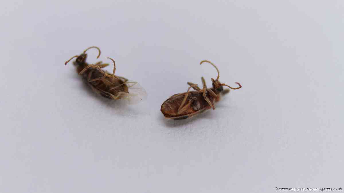 Qantas bed bug invasion on Perth-Rome flight as passengers are stranded in Italy