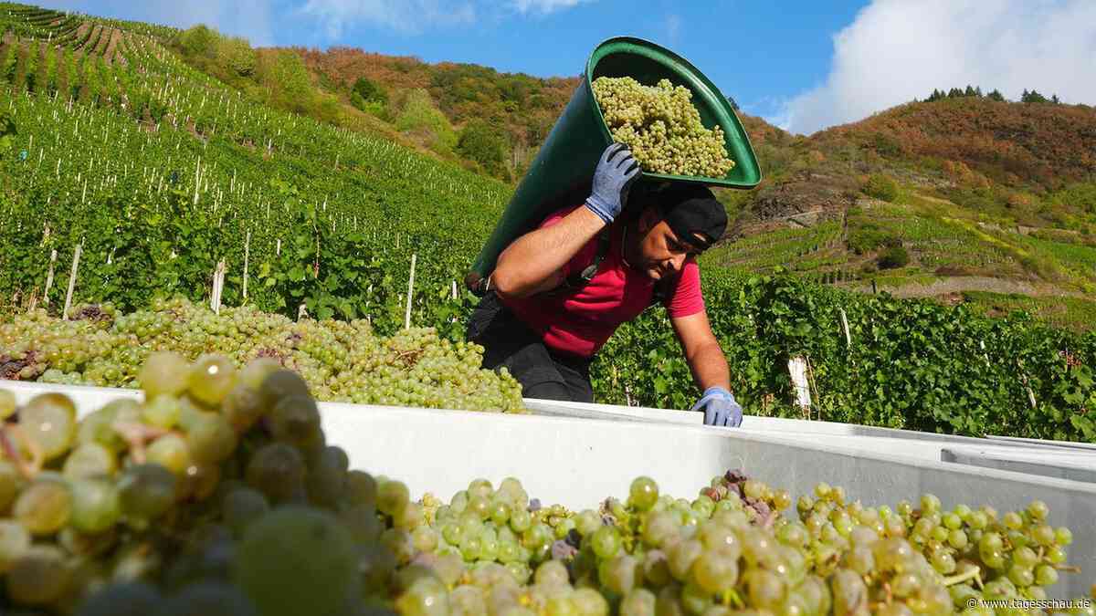 Weinlese: Winzer rechnen mit kleinster Ernte seit 2010