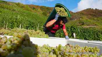 Weinlese: Winzer rechnen mit kleinster Ernte seit 2010