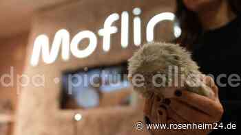 KI zum Kuscheln: Dieser „Moflin“ soll Gefühle wecken – ist dieses Plüschtier gefährlich?
