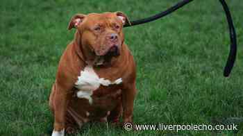 November 1 law that could cost thousands of UK households with dogs £5k