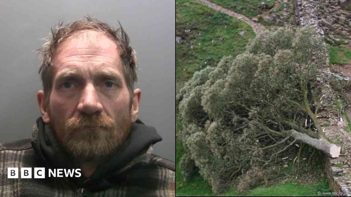 Second man who felled Sycamore Gap tree released