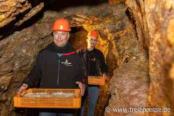 Weihnachtsstollen im Erzgebirge reifen unter Tage im Bergwerk