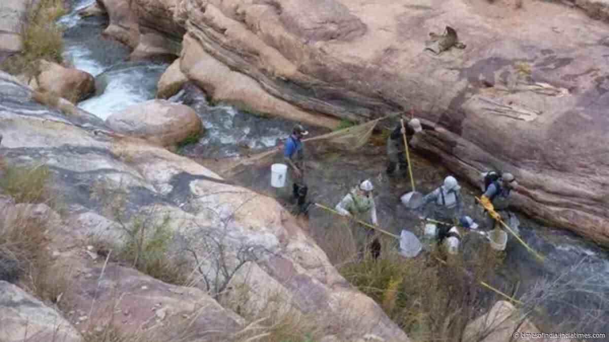In 2006, Grand Canyon began a major trout-reduction effort in Bright Angel Creek; native fish populations increased by more than 400%