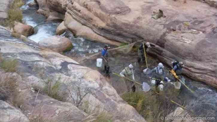 In 2006, Grand Canyon began a major trout-reduction effort in Bright Angel Creek; native fish populations increased by more than 400%