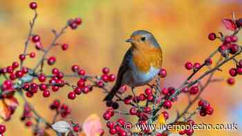 Keep robins coming back to your garden in October with 1 food they 'absolutely love'