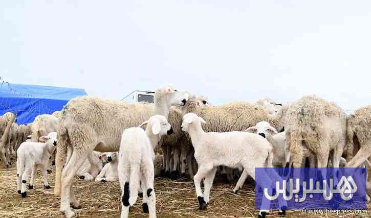 حقيقة دعم جديد للأغنام تثير التساؤلات