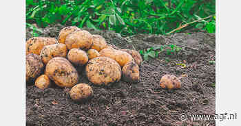 Aardappelvlo bedreigt 125.000 hectare aardappelteelt in Peru