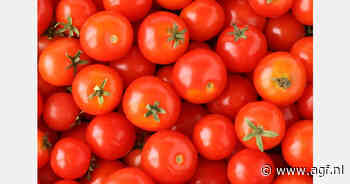 RASFF: Salmonellabacteriën in cherrytomaten uit Italië