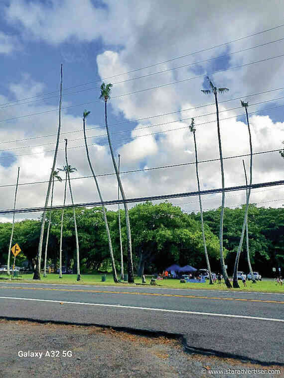 Kokua Line: Will state cut down infested trees at Oahu state park?