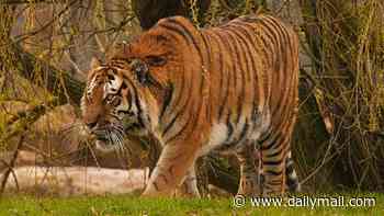 Tiger attack witness who took final picture of victim fights back tears as she pleads with 'not very nice' trolls